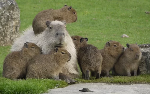 Capybara Desktop Wallpaper