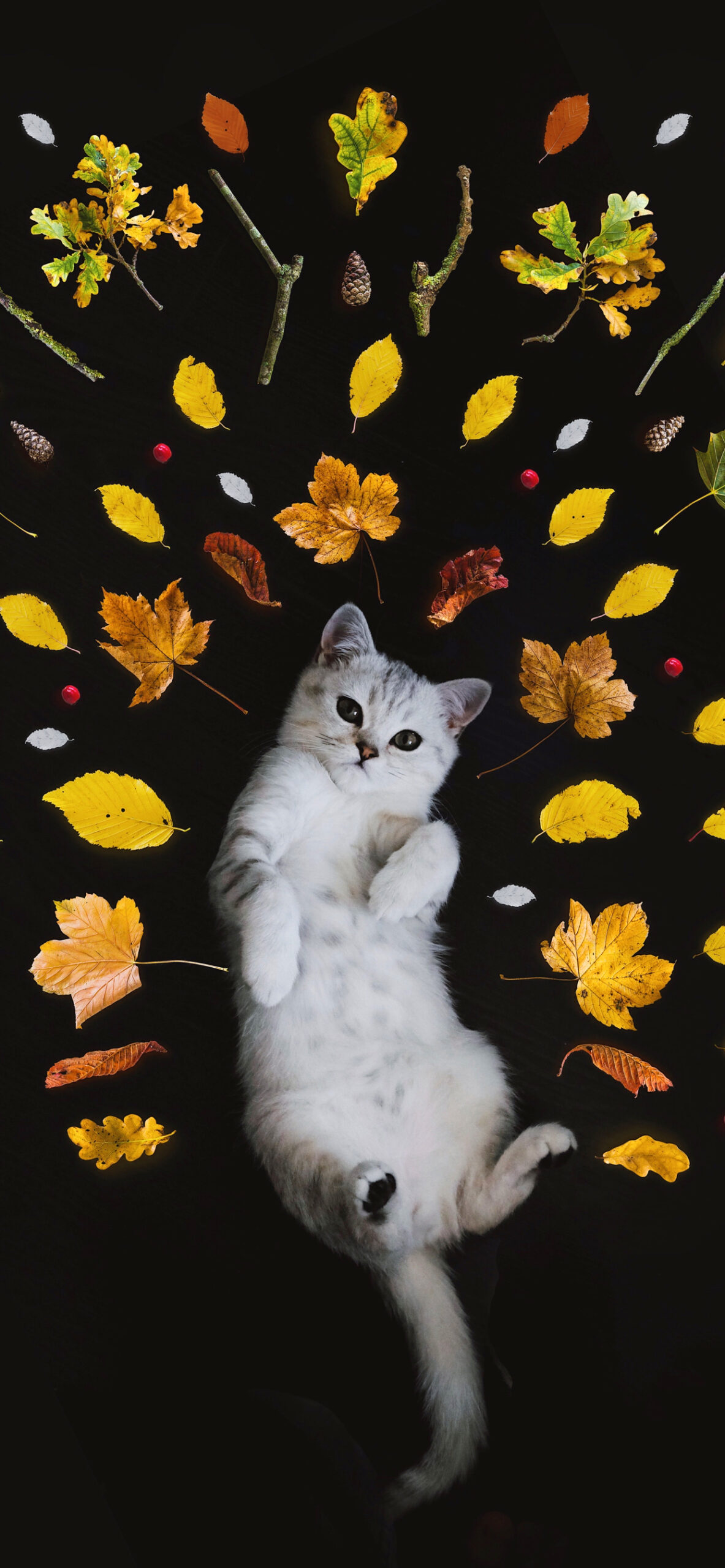 Background Cute Cat Wallpaper