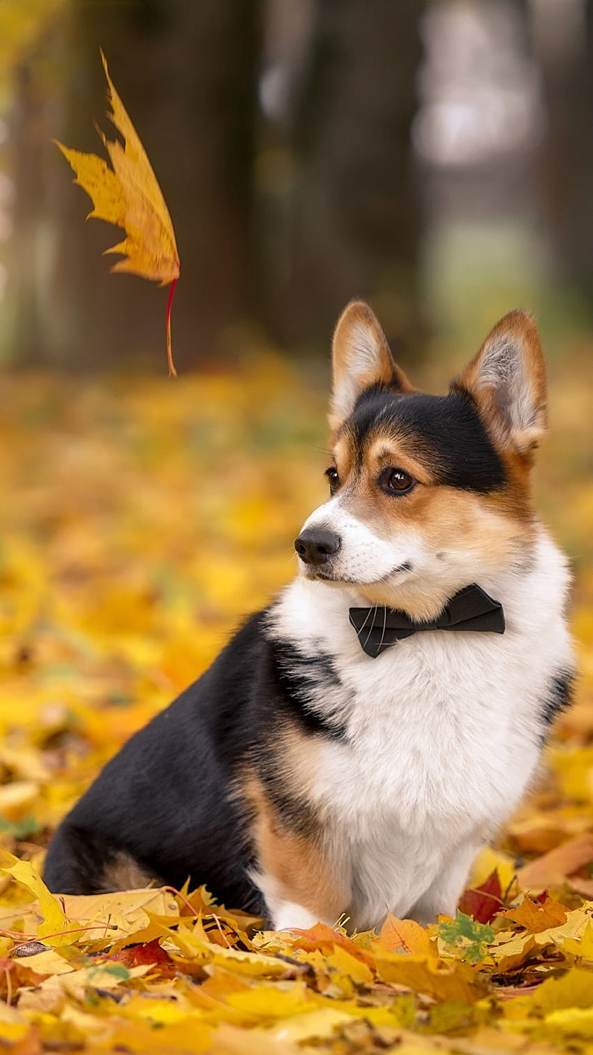 Background Corgi Wallpaper