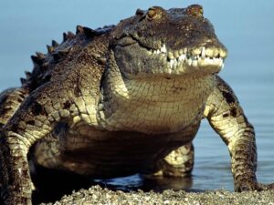 Alligator Desktop Wallpaper