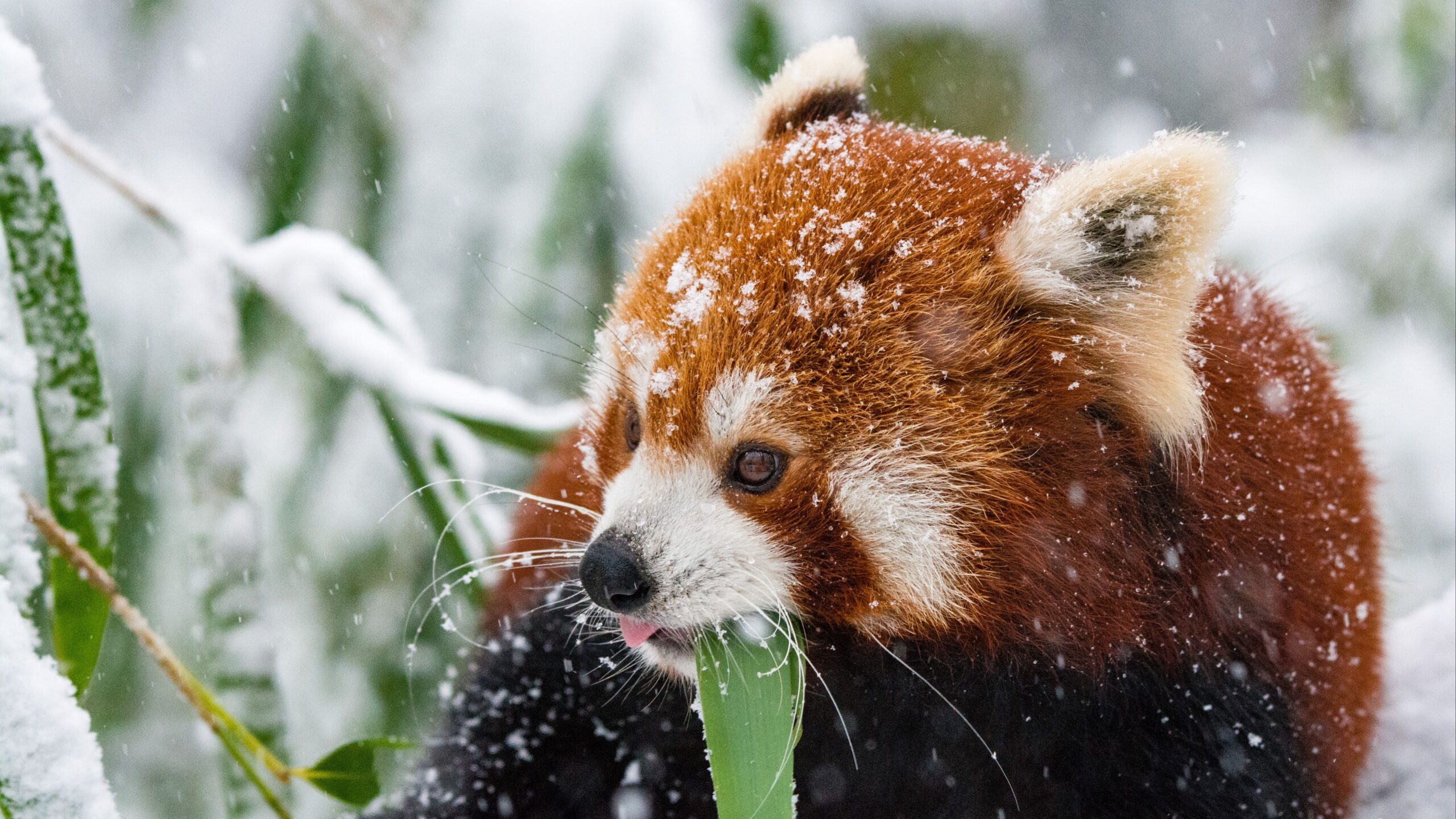 Red Panda Desktop Wallpaper
