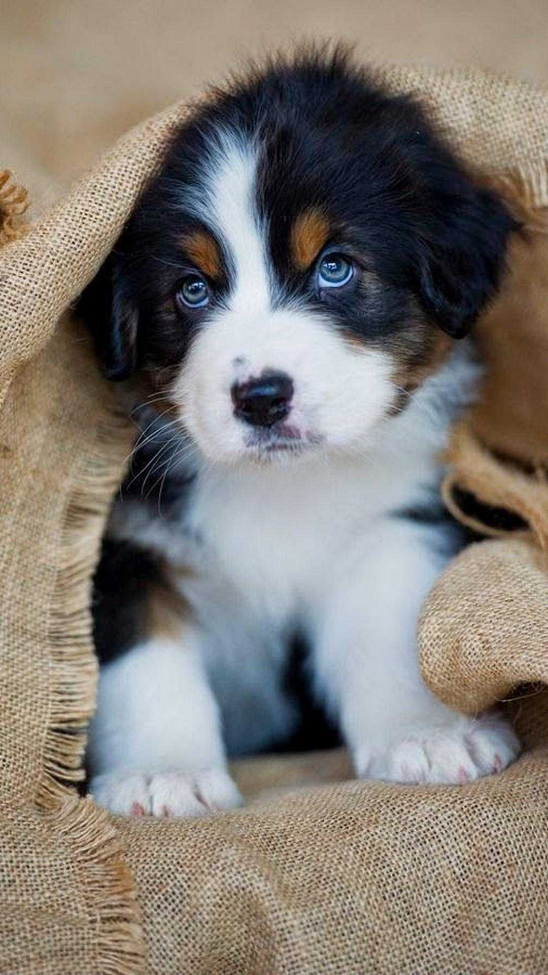 Background Puppy Wallpaper