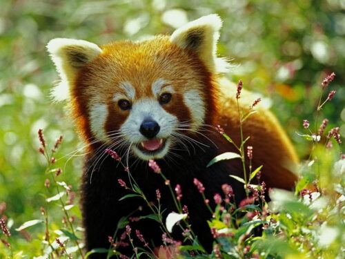 Background Red Panda Wallpaper