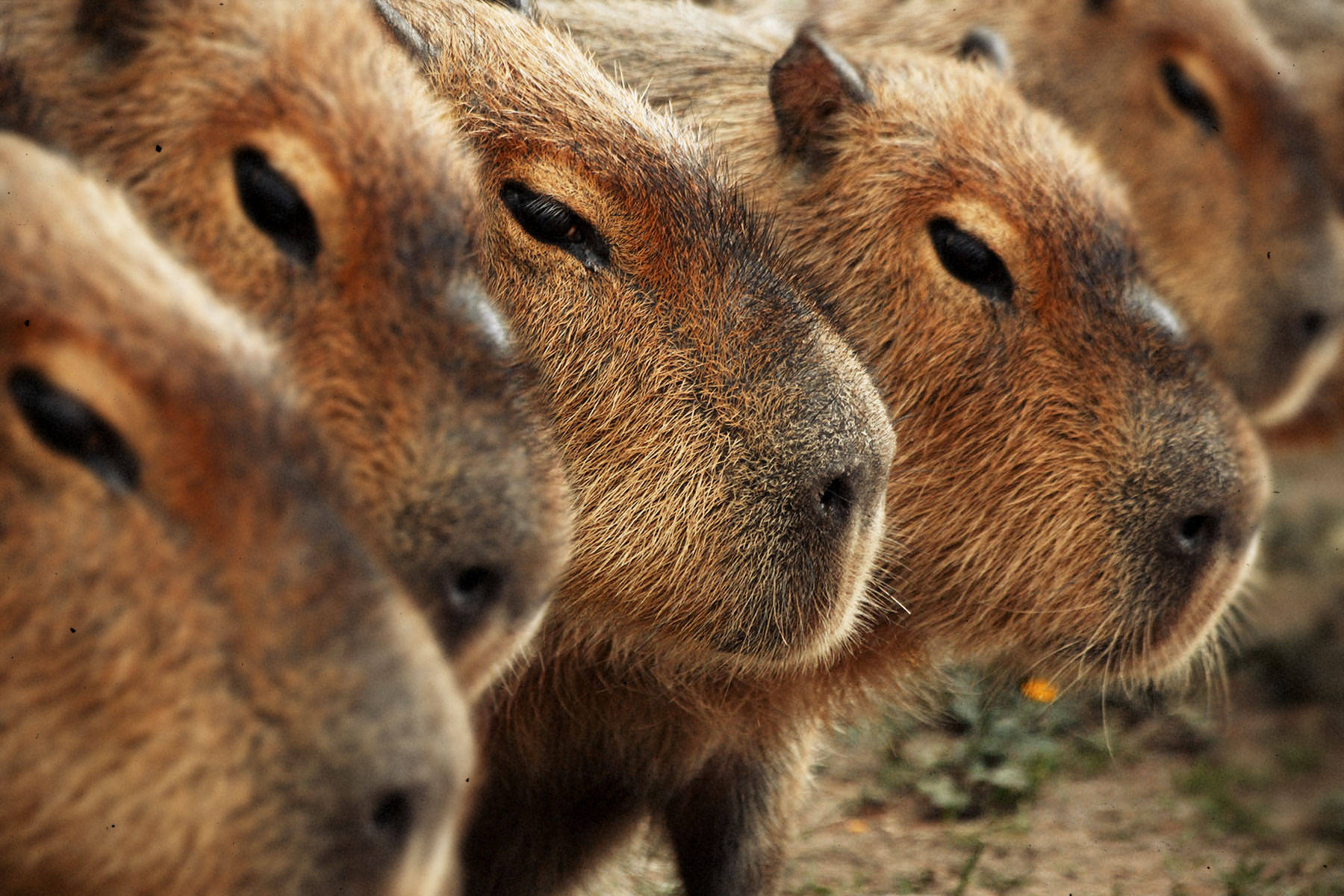 Capybara Desktop Wallpaper