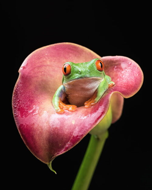 Background Cute Frog Wallpaper