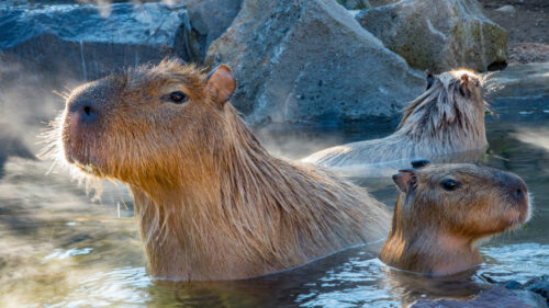 Capybara Desktop Wallpaper