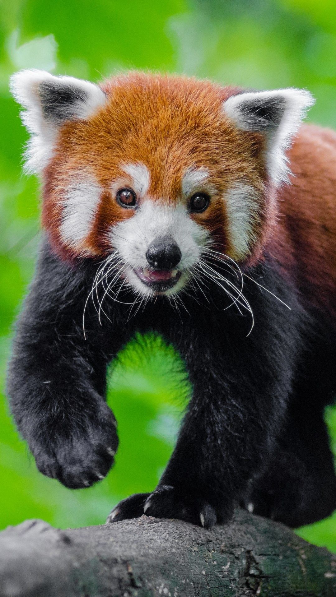 Background Red Panda Wallpaper