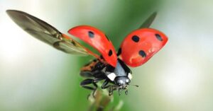 Ladybug Insect Desktop Wallpaper