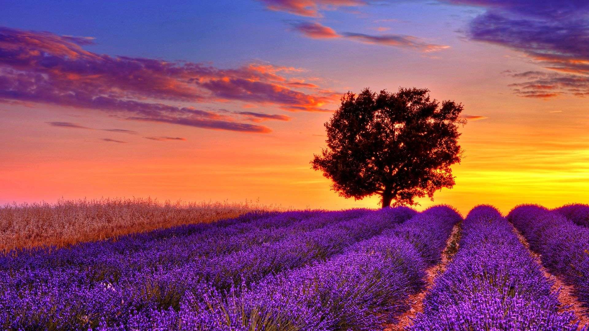 Lavender Desktop Wallpaper