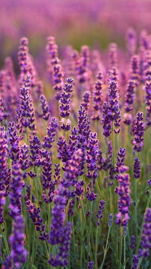 Background Lavender Wallpaper