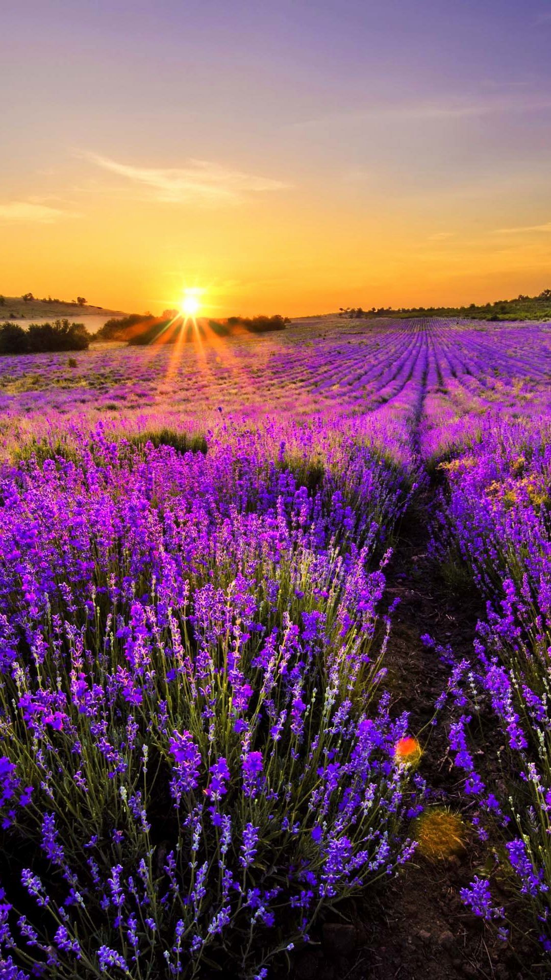 Background Lavender Wallpaper