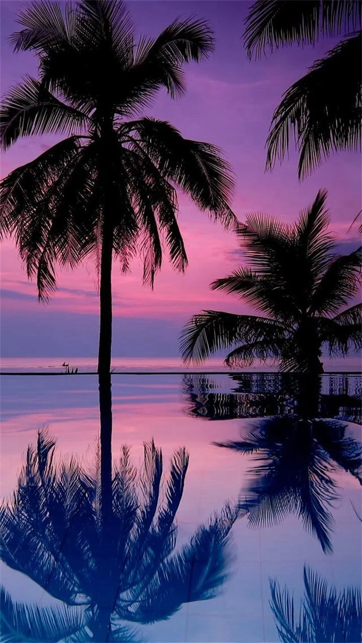 Background Palm Tree Wallpaper