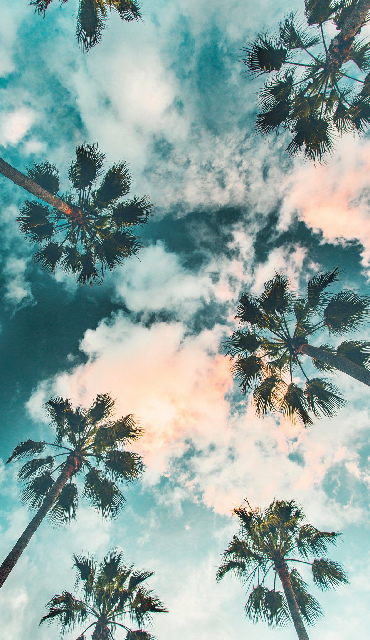 Background Palm Tree Wallpaper