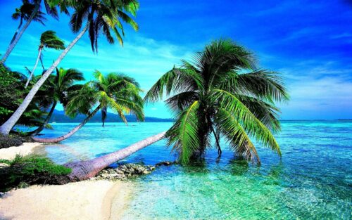 Background Tropical Wallpaper