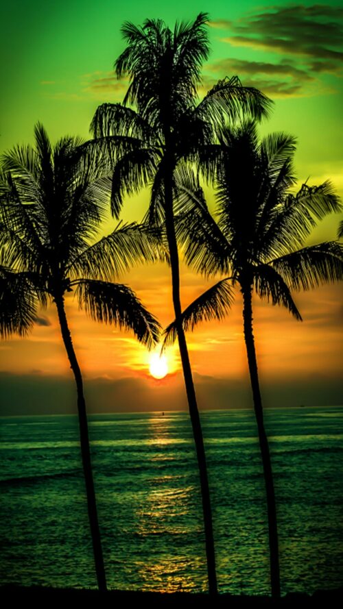 Background Palm Tree Wallpaper