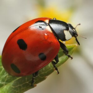 Background Ladybug Insect Wallpaper