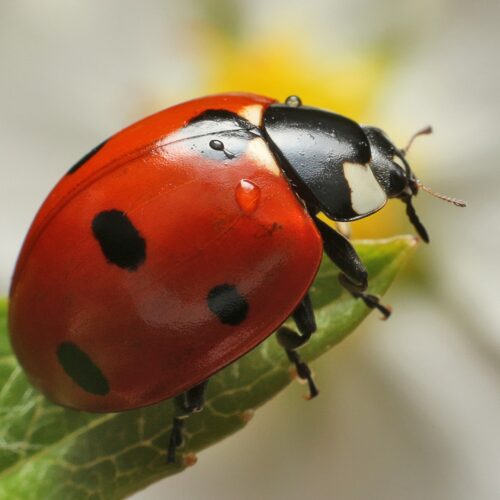 Background Ladybug Insect Wallpaper