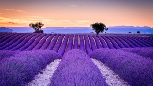 Background Lavender Wallpaper