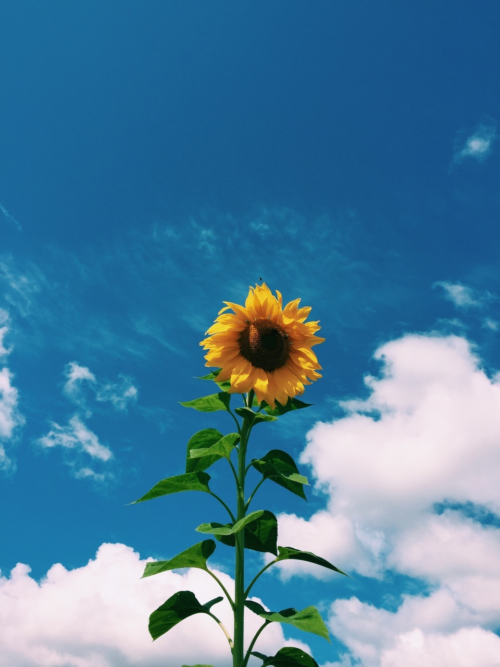 Background Sunflower Wallpaper