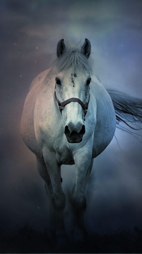 Background Horse Wallpaper