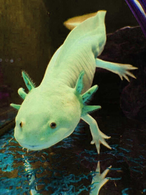 Background Axolotl Wallpaper