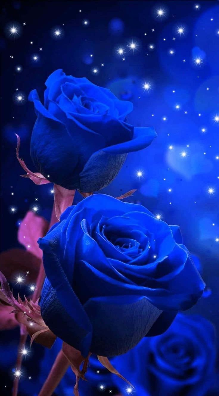 Background Rose Wallpaper