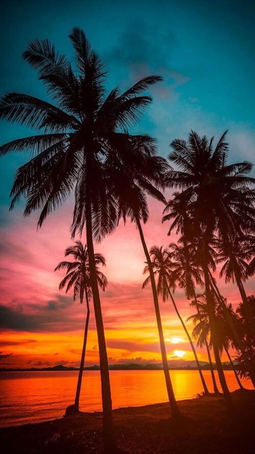 Background Palm Tree Wallpaper