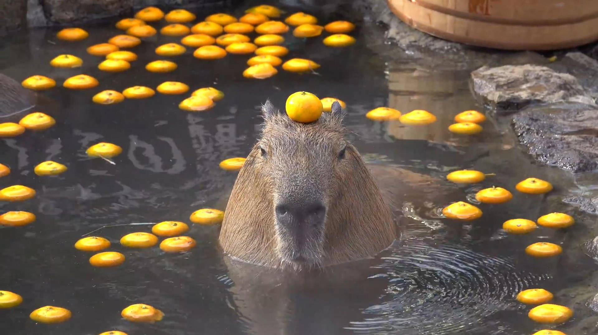 Capybara Desktop Wallpaper