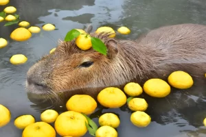 Capybara Desktop Wallpaper