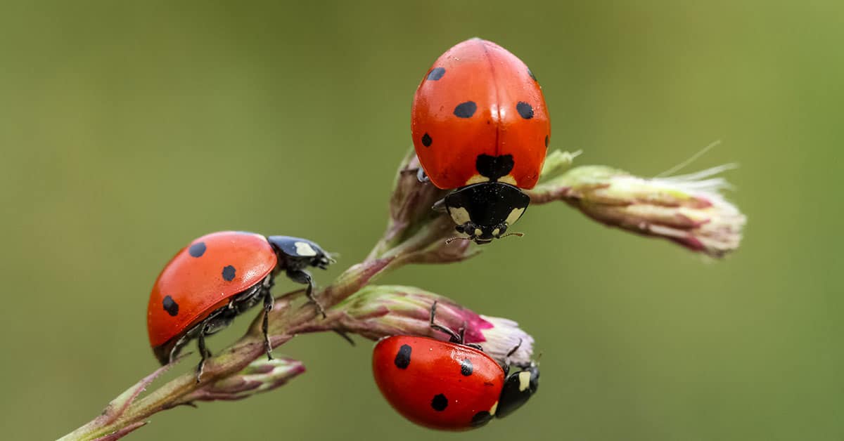 Ladybug Insect Desktop Wallpaper