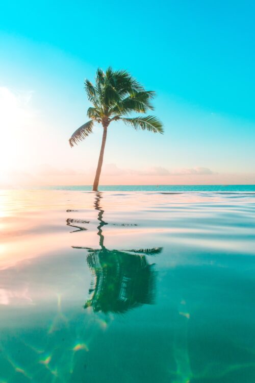 Background Tropical Wallpaper