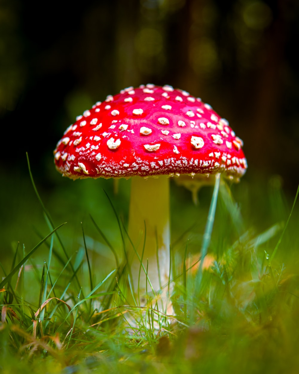 Background Mushroom Wallpaper