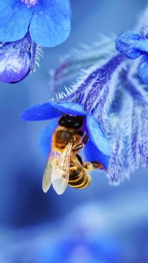Background Animal Wallpaper