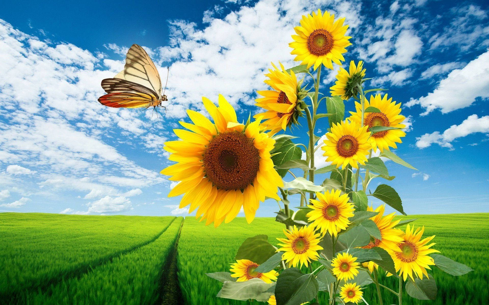 Sunflower Desktop Wallpaper