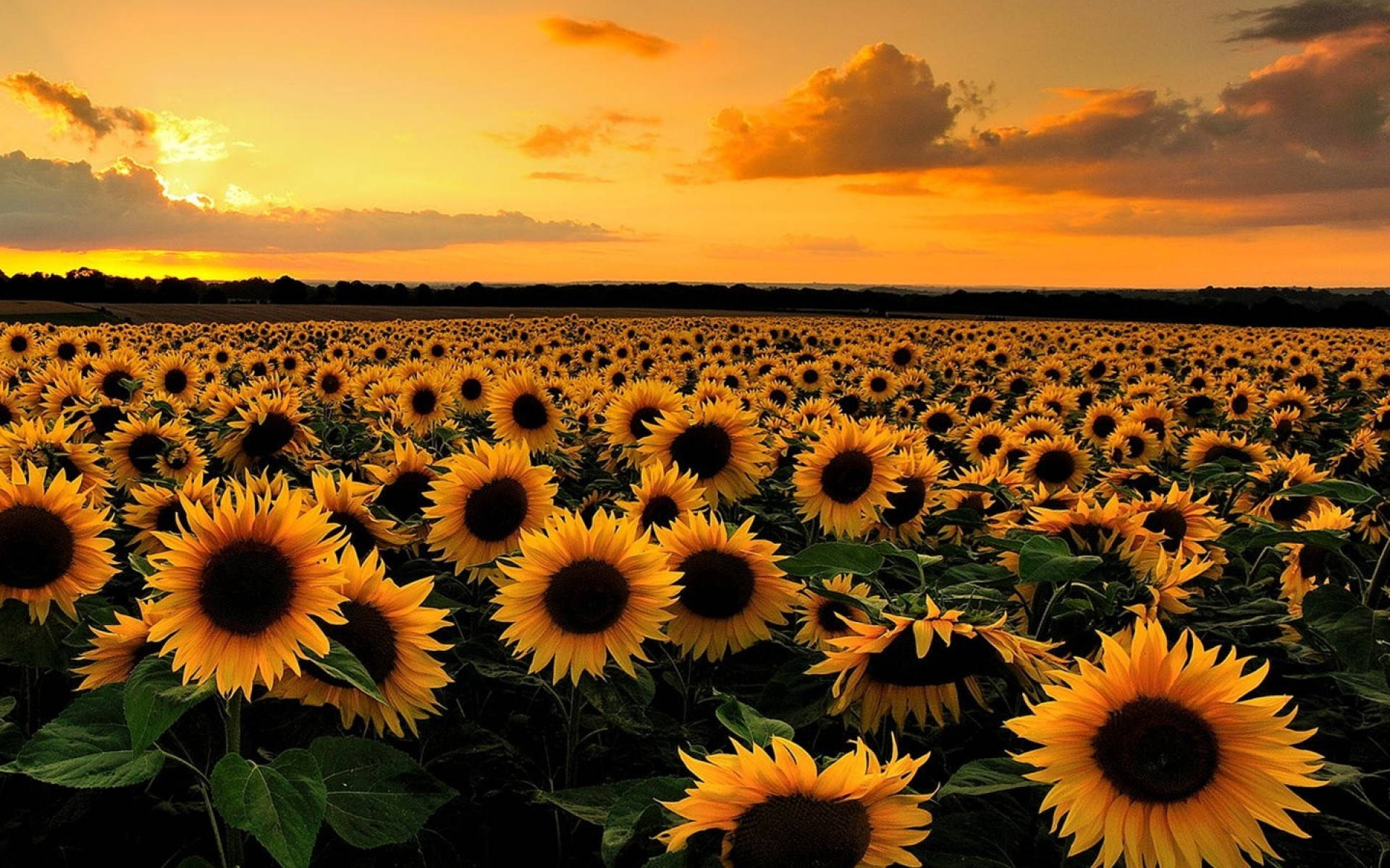 Sunflower Desktop Wallpaper