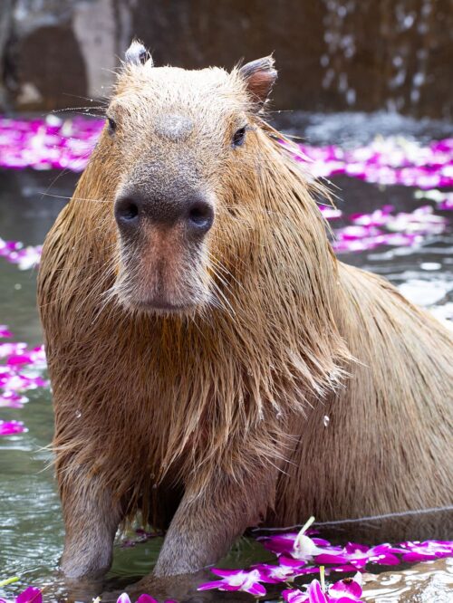 Background Capybara Wallpaper