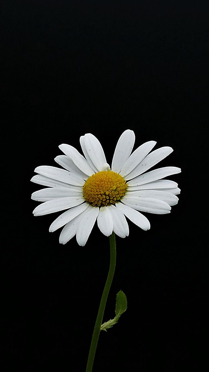 Daisy Wallpaper