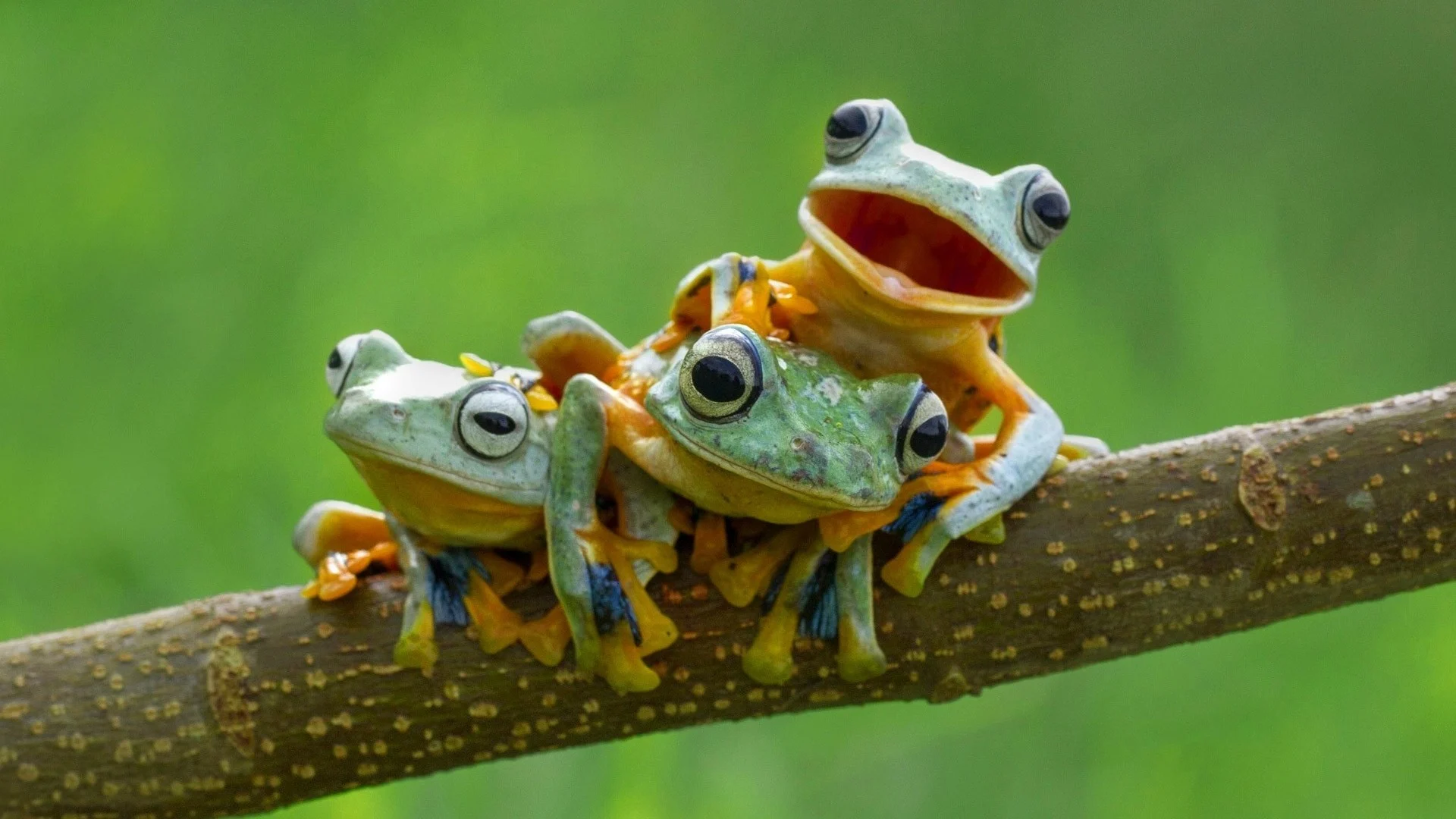 Frog Desktop Wallpaper