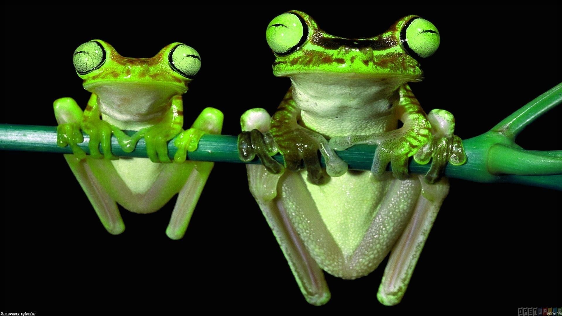 Frog Desktop Wallpaper