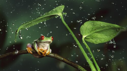 Frog Desktop Wallpaper