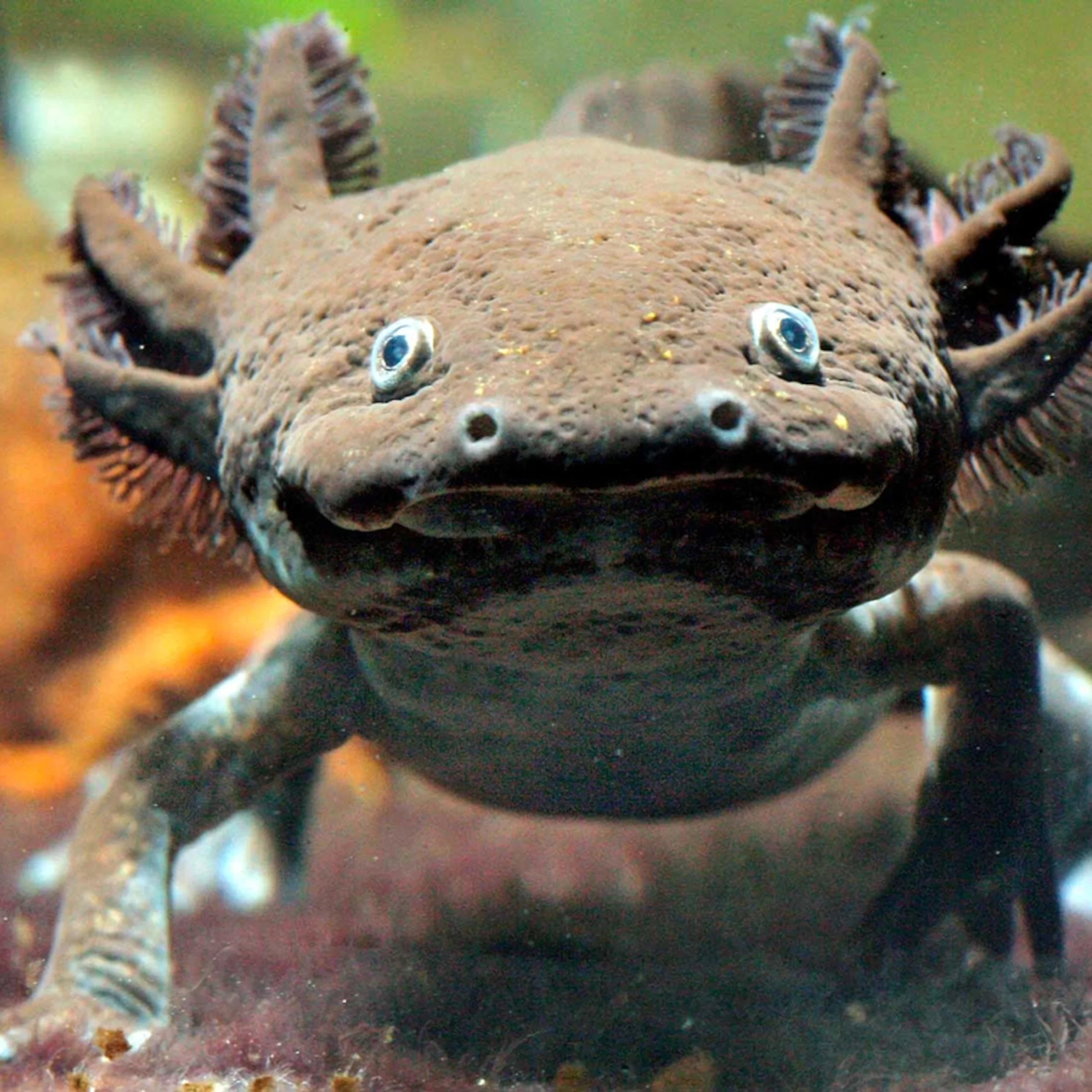 Background Axolotl Wallpaper