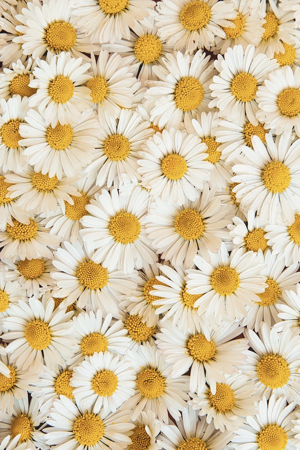 4K Daisy Wallpaper