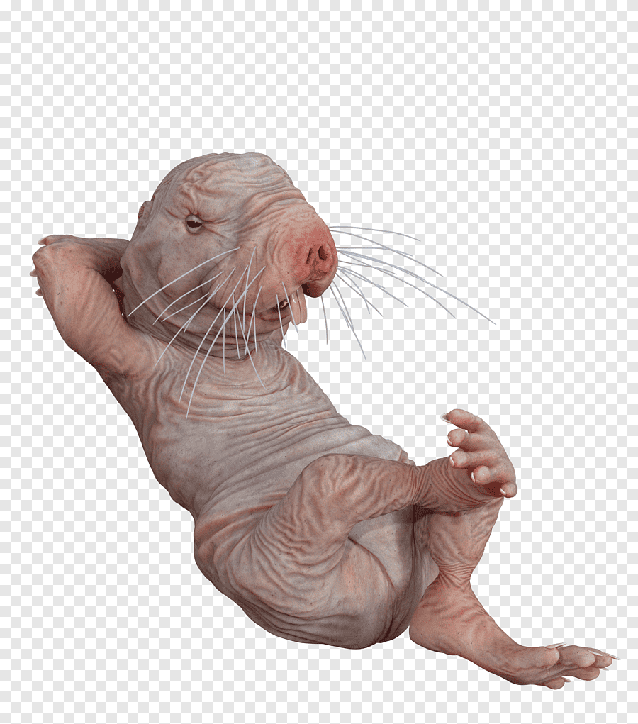 Background Naked Mole Rat Wallpaper