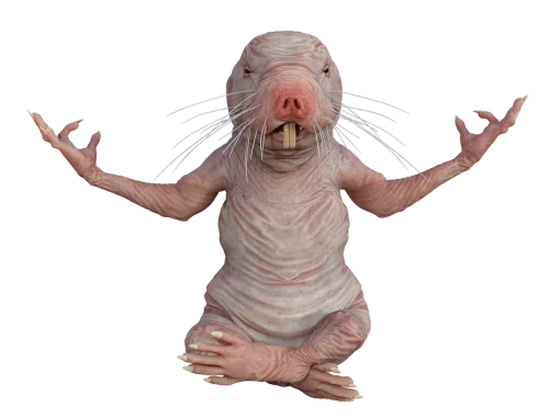 Background Naked Mole Rat Wallpaper