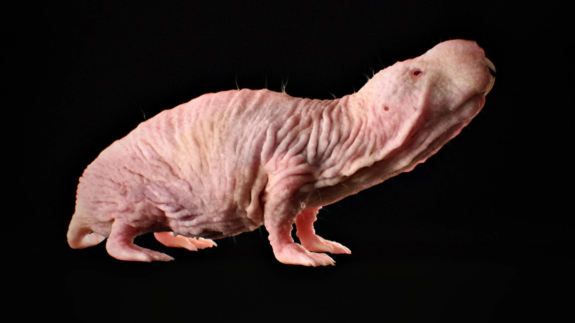 Naked Mole Rat Desktop Wallpaper