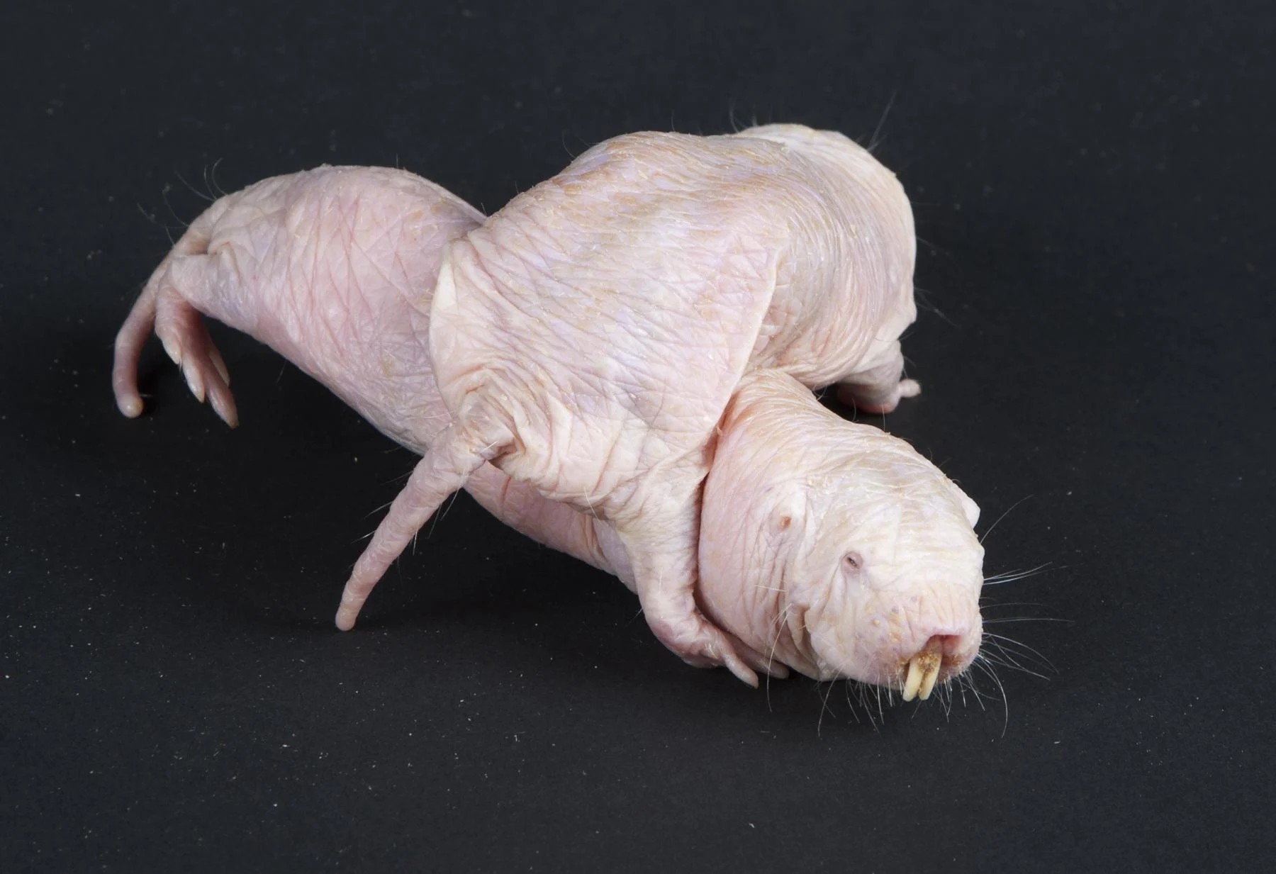 Naked Mole Rat Desktop Wallpaper