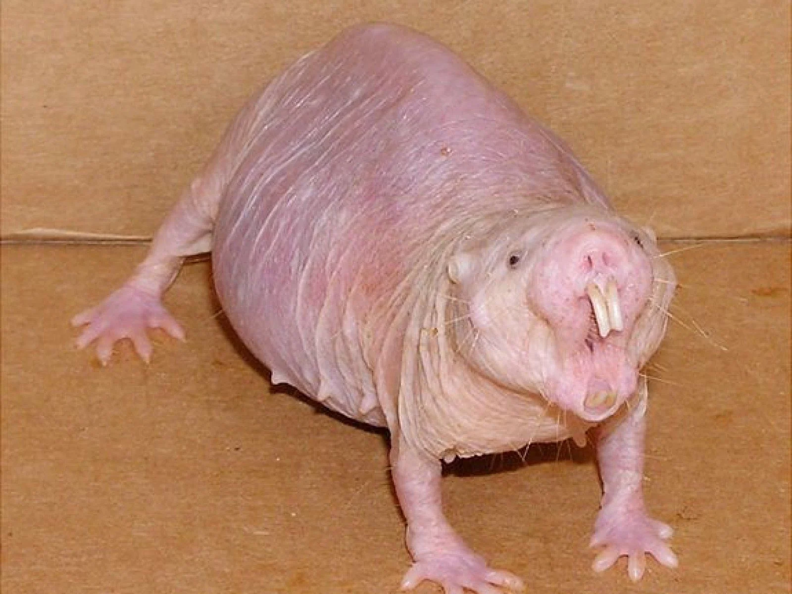 Background Naked Mole Rat Wallpaper