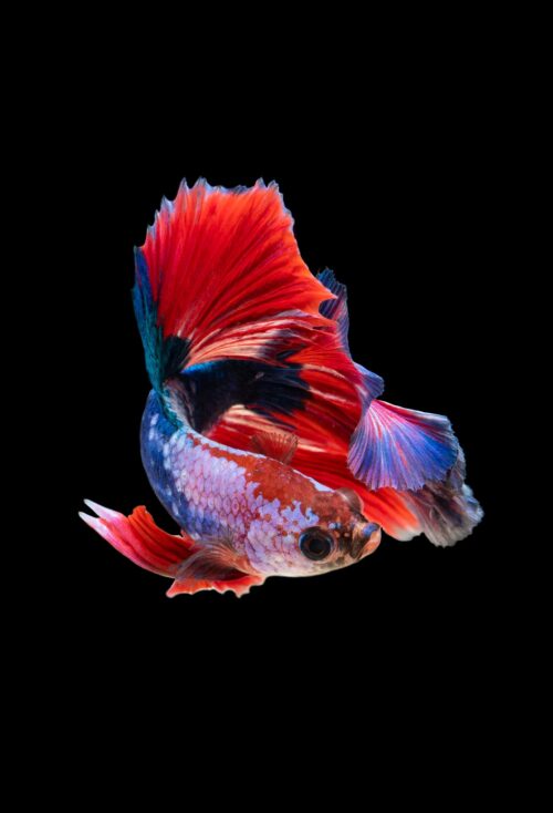 Background Fish Wallpaper - EnWallpaper