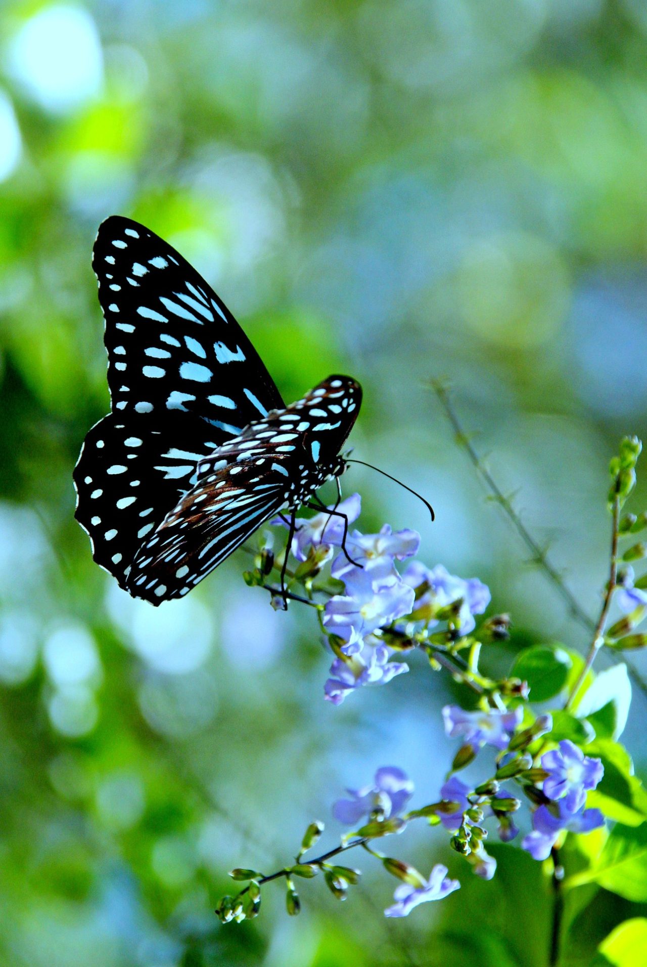 Background Butterfly Wallpaper