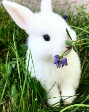 Background Bunny Wallpaper
